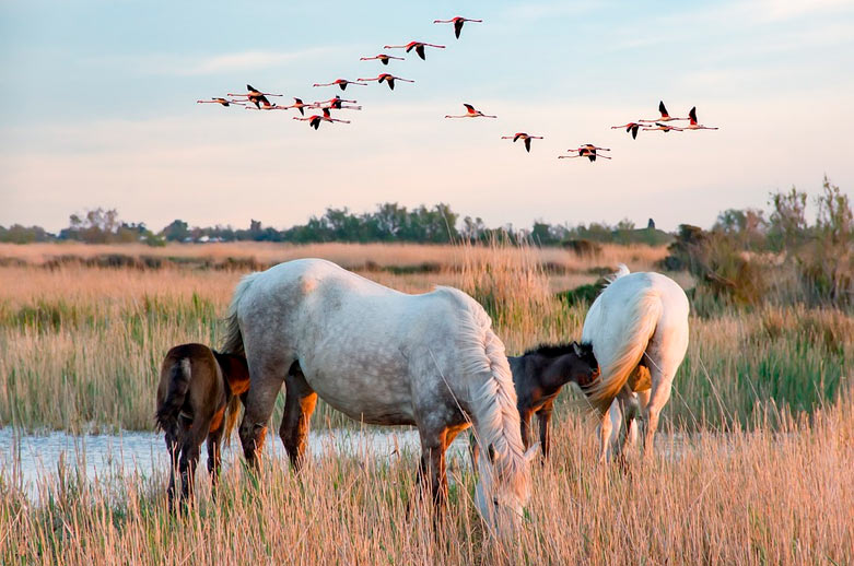 camping balade a cheval camargue